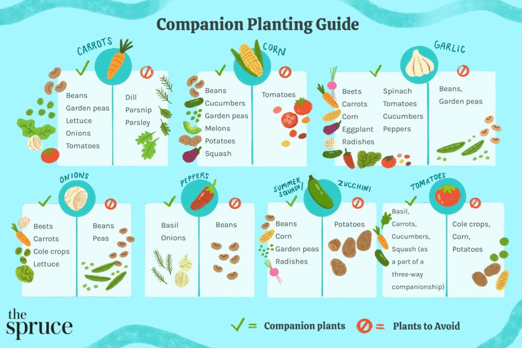 Companion-planting