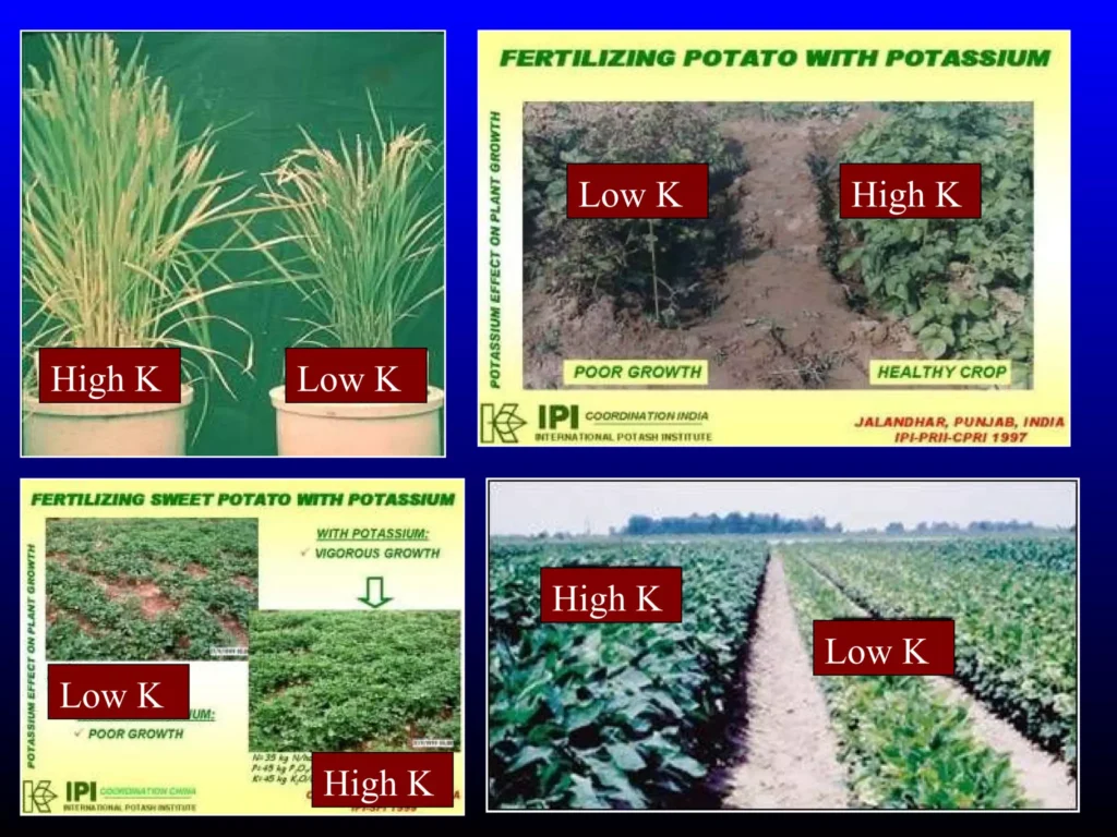 POTASSIUM-IN-PLANT-GROWTH