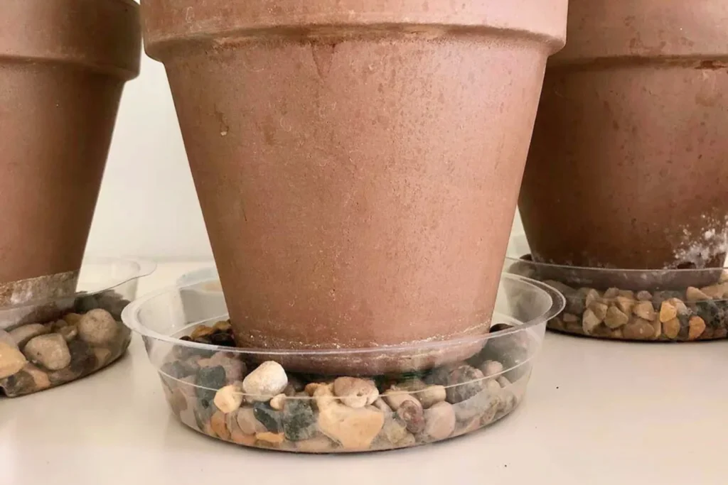 Use well-draining soil