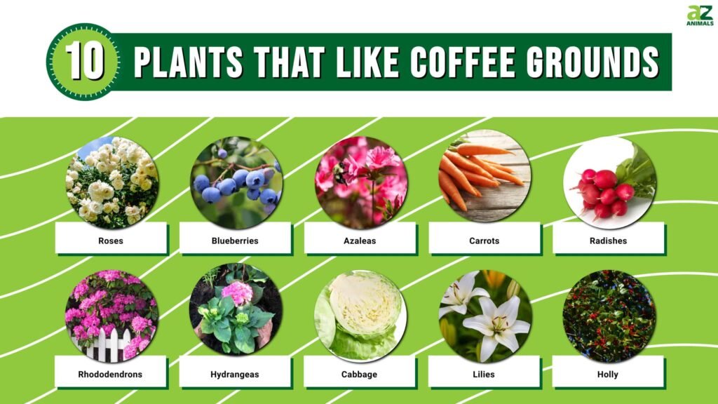 coffe-love-plants