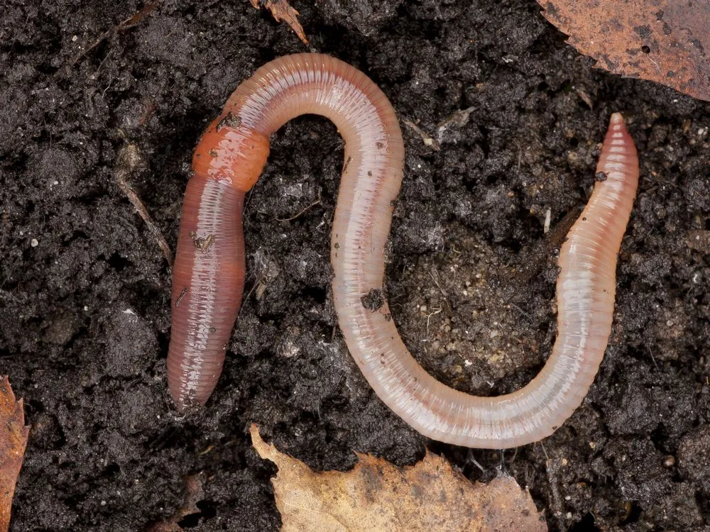 earthworms