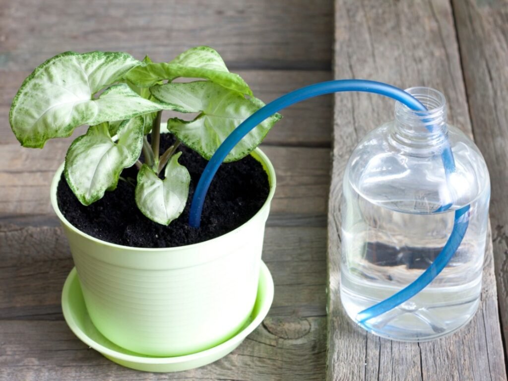 self-watering