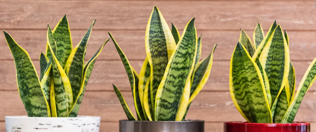 snake-plant