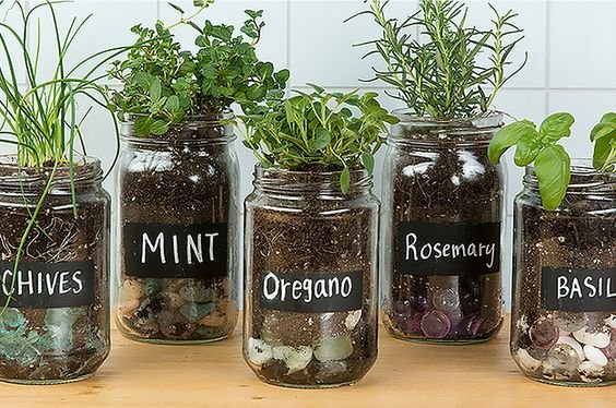 Grow Herbs in Your Kitchen