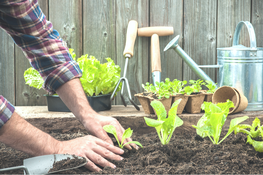 Simple Home Gardening Tricks for Healthy Plants