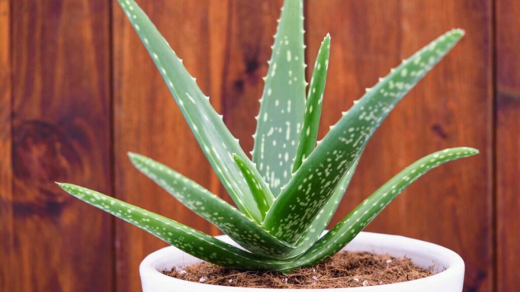 aloe vera