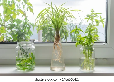  growing plants in glass jars 