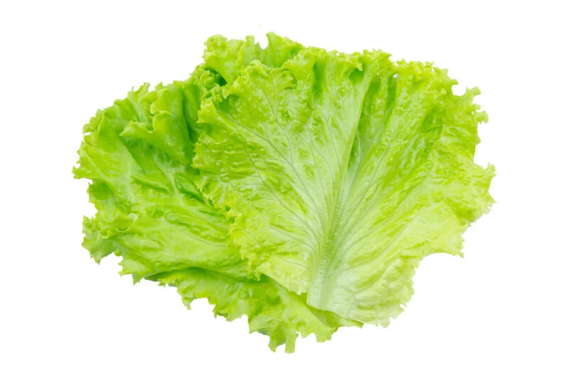lettuce