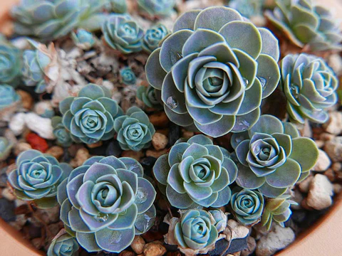  succulents
